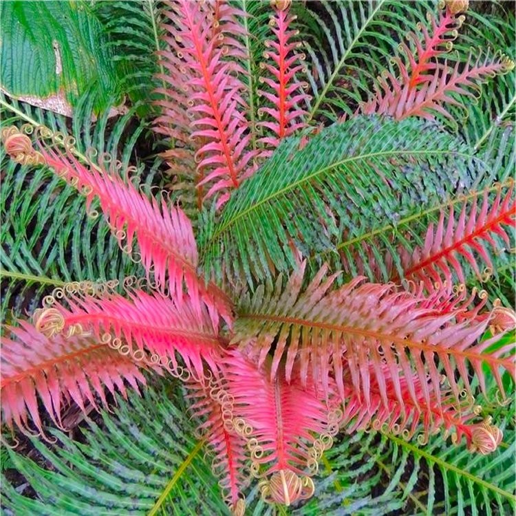 Blechnum brasiliense 'Volcano' Red Brazilian Tree Fern