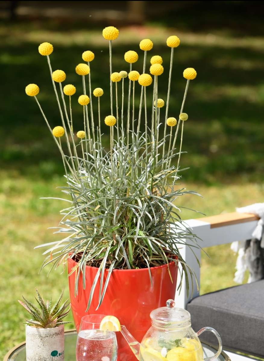 Semi Di Fiori Craspedia Globosa Drumstick 200 Semi Circa Nasturzio Semi