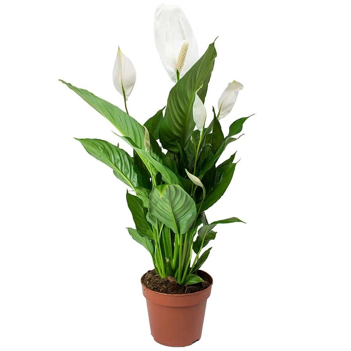 Spathiphyllum Pearl Cupido - Peace Lily