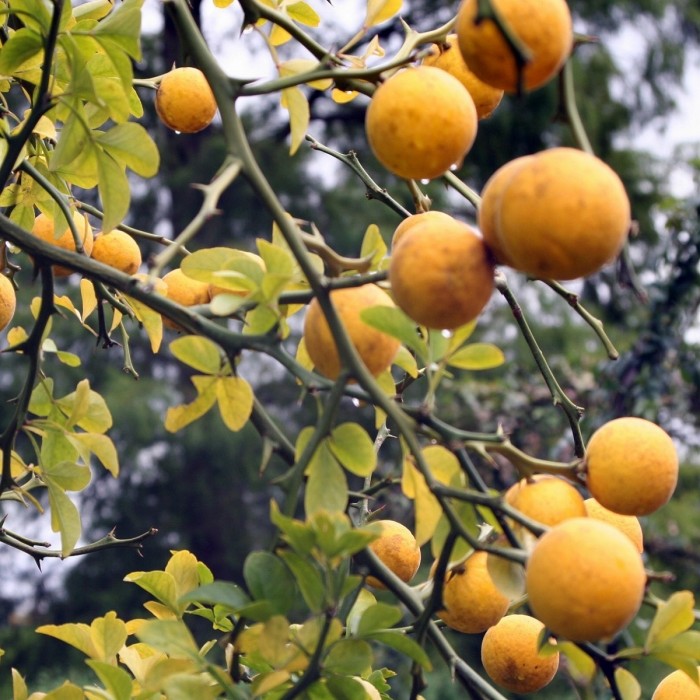 Poncirus trifoliata Japanese Bitter Orange Hardy Citrus