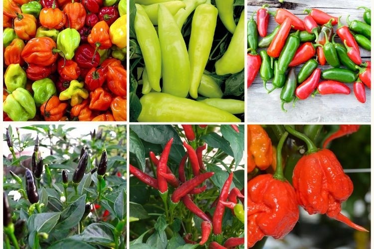 Traditional Chilli Pepper Collection Pack of SIX Plants