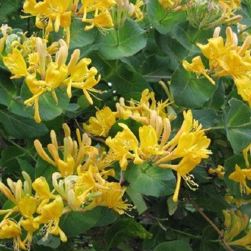 Honeysuckle Large 67ft Specimen Plant Large Lonicera x