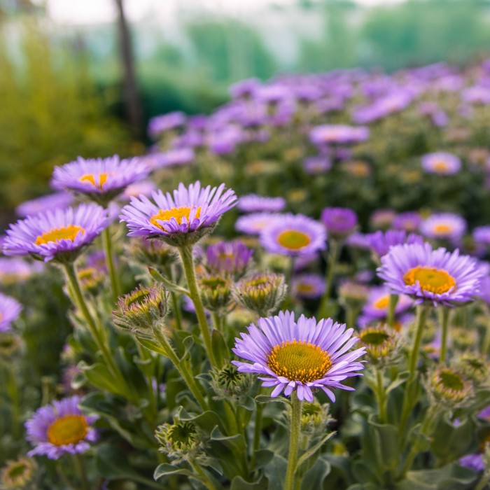 Erigeron Sea Breeze Mauve erigeron-sea-breeze-mauve