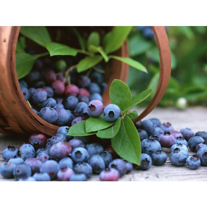 Patio Blueberry Bush Collection Pack of THREE Plants