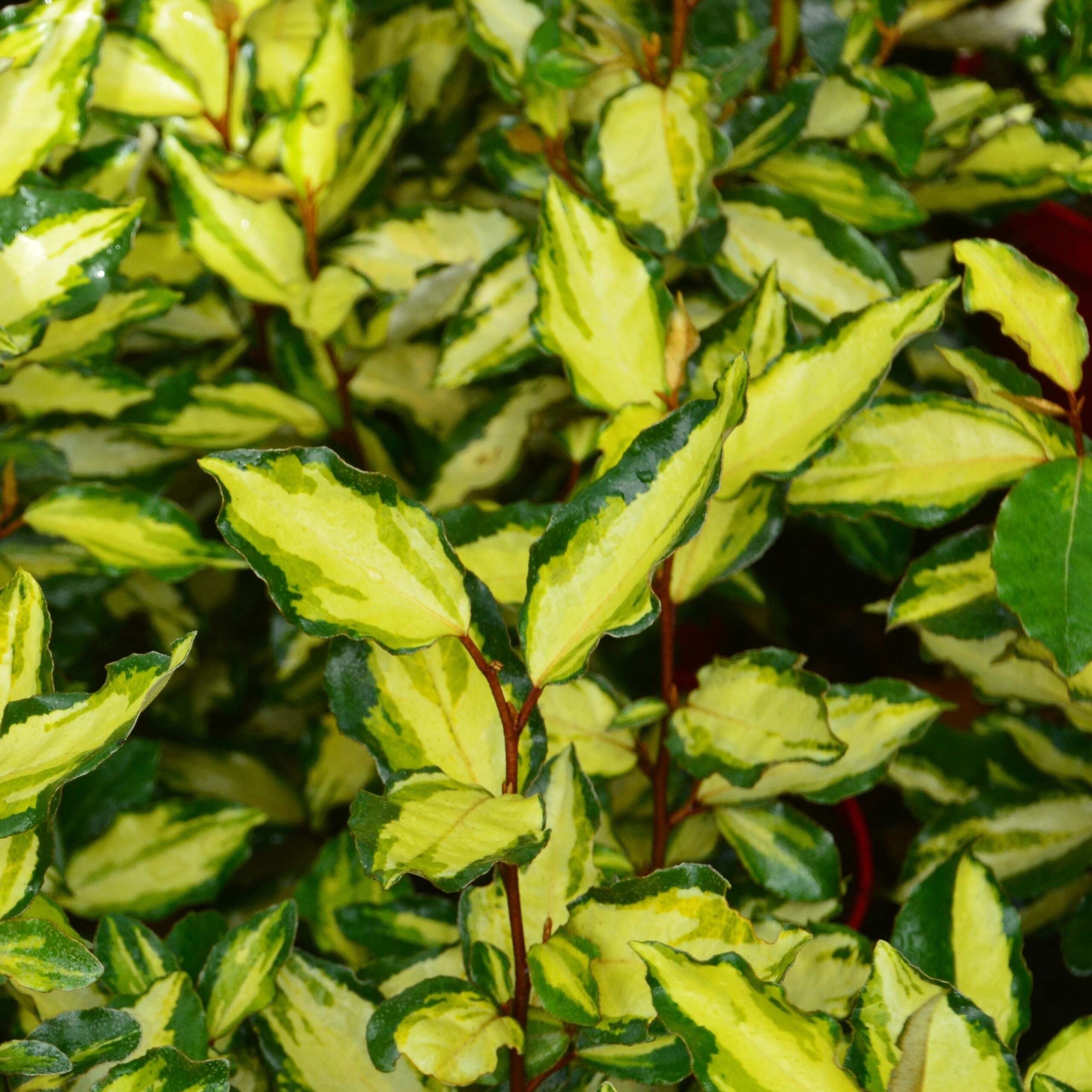 elaeagnus-ebbingei-maryline