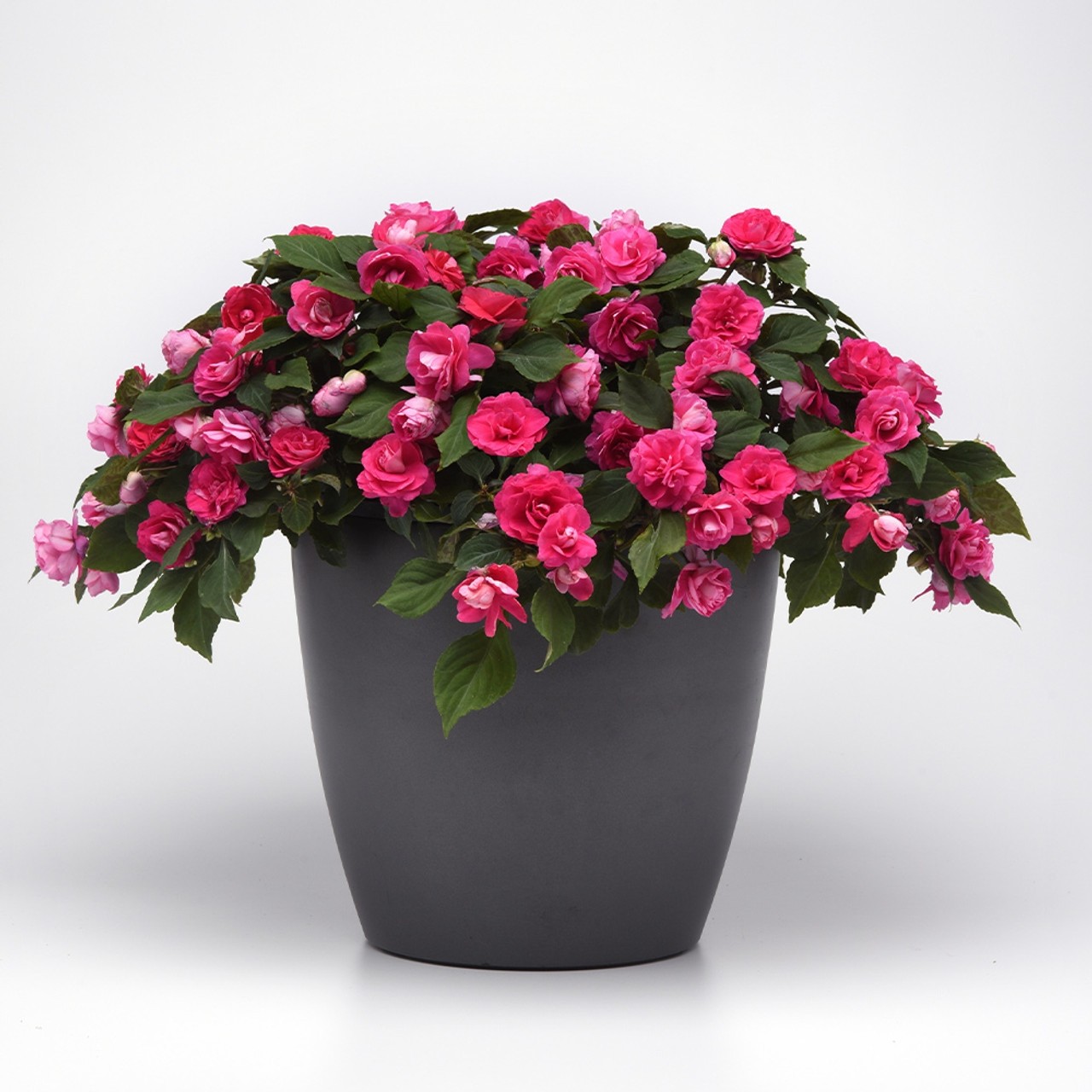 Busy Lizzie 'Glimmer Hot Pink' Double Flowering Impatiens