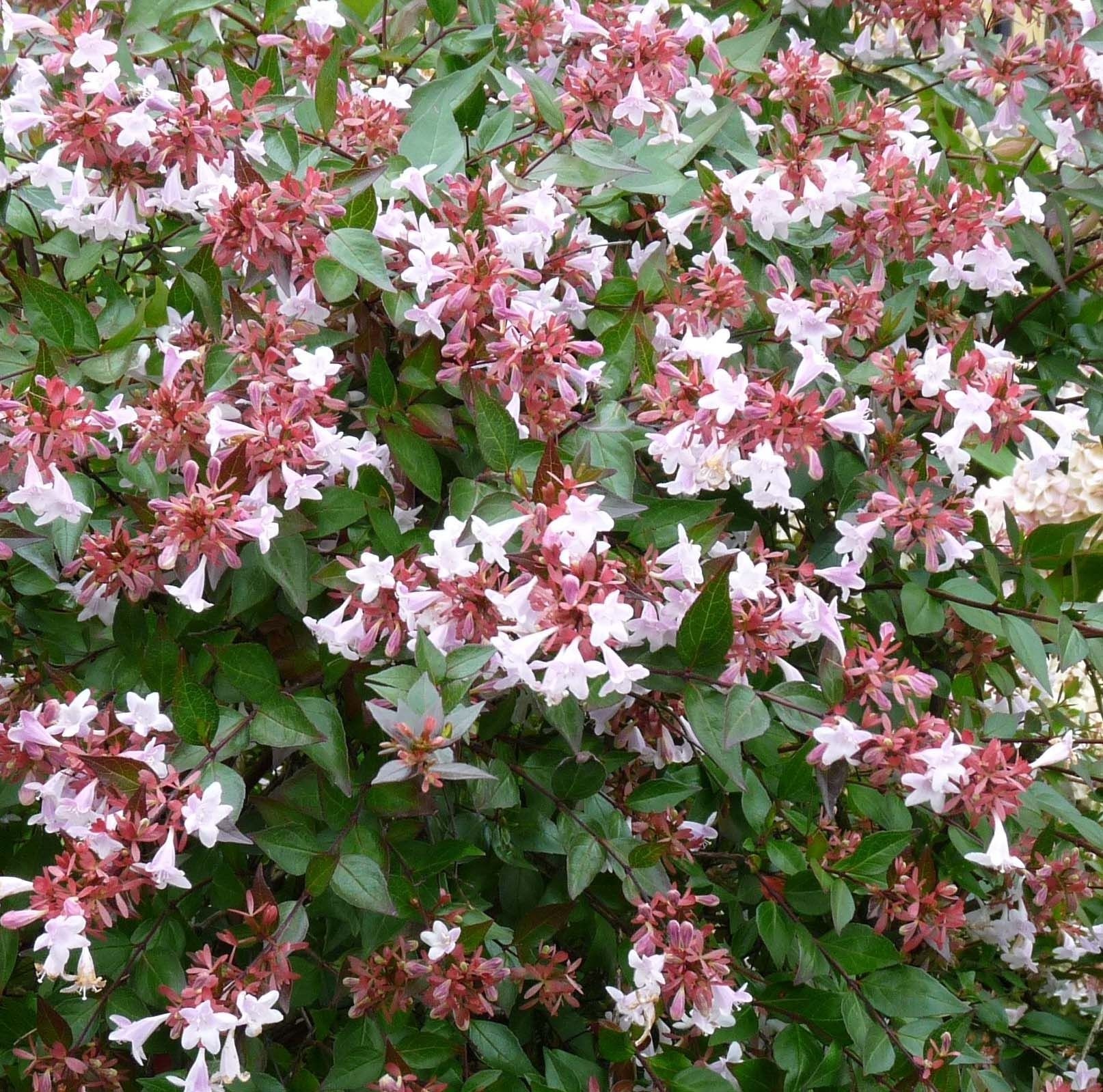 Abelia grandiflora Sherwood