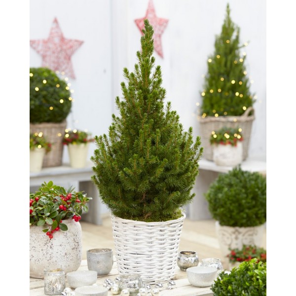 Potted Christmas Trees UK Buy Live Christmas trees