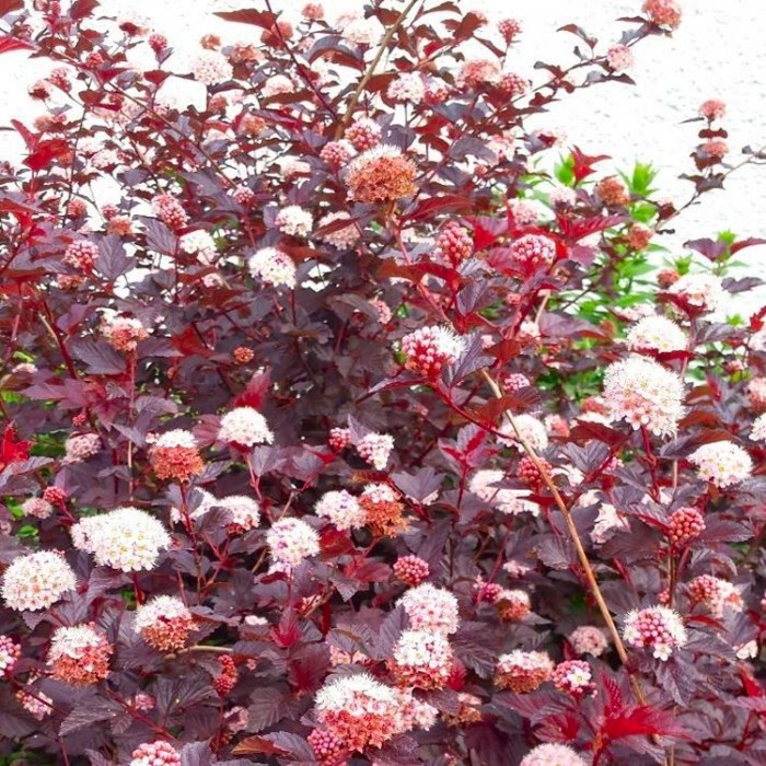 Image of Physocarpus lady in red shrub