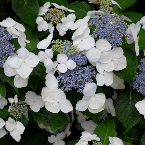 Hydrangea shrubs for sale UK Buy Hydrangea plants online UK