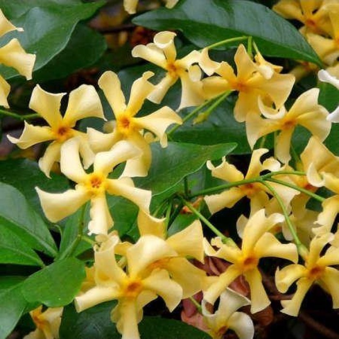 Jasmin Star Of Toscane