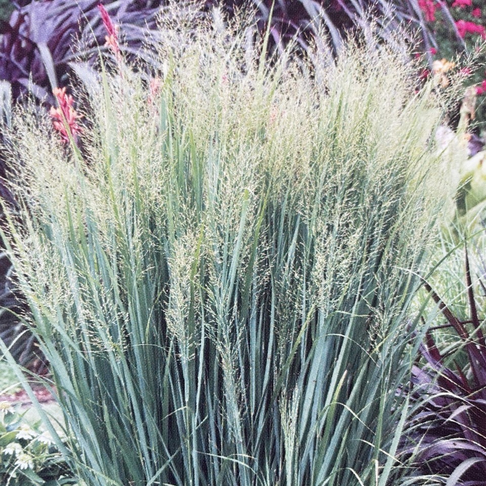 Panicum virgatum Northwind Switch Grass