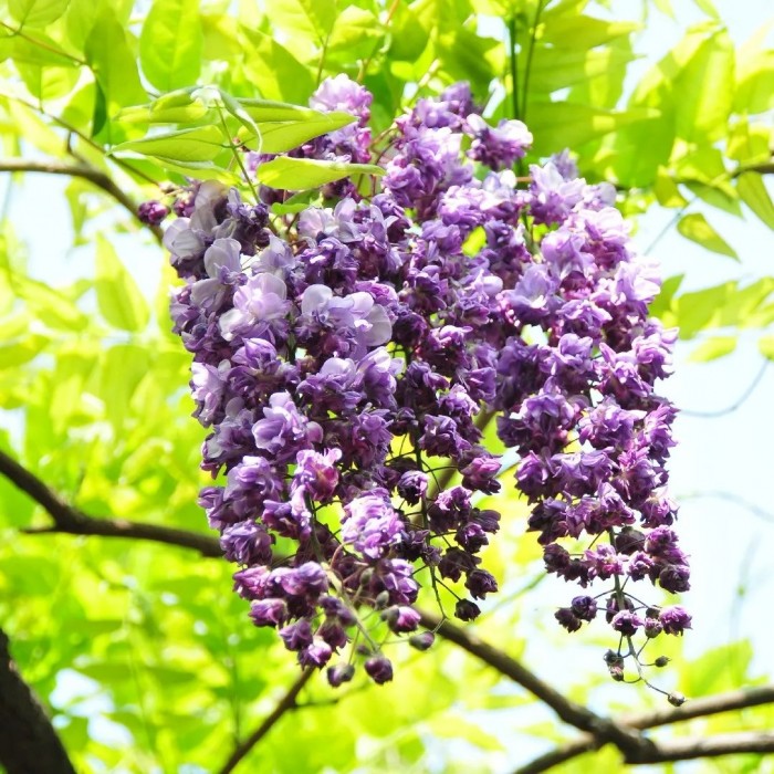 Wisteria floribunda Violacea Plena Black Dragon Large Specimen