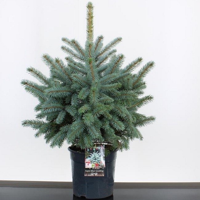 PREORDER Luxury Fresh Christmas Tree Pot Blue Spruce (Picea pungens