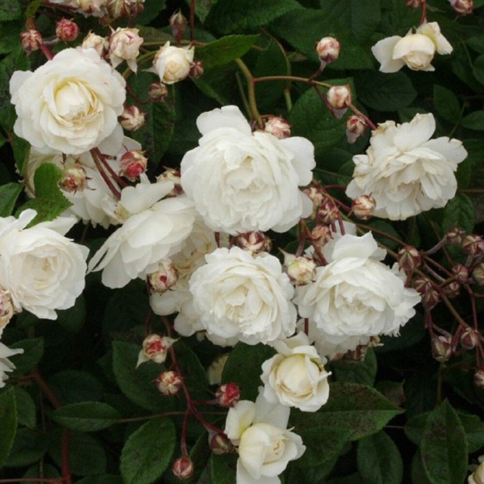 Large 67ft Climbing Rose Snow Princess