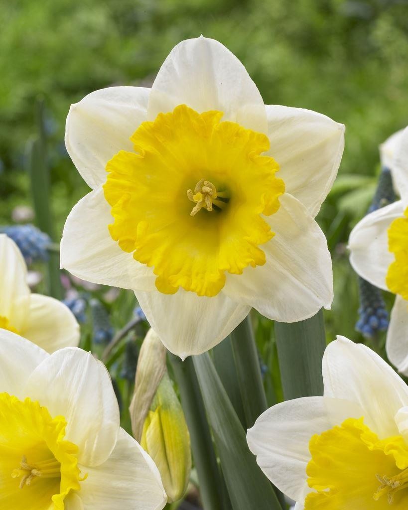 Narcissus Ice Follies Daffodil