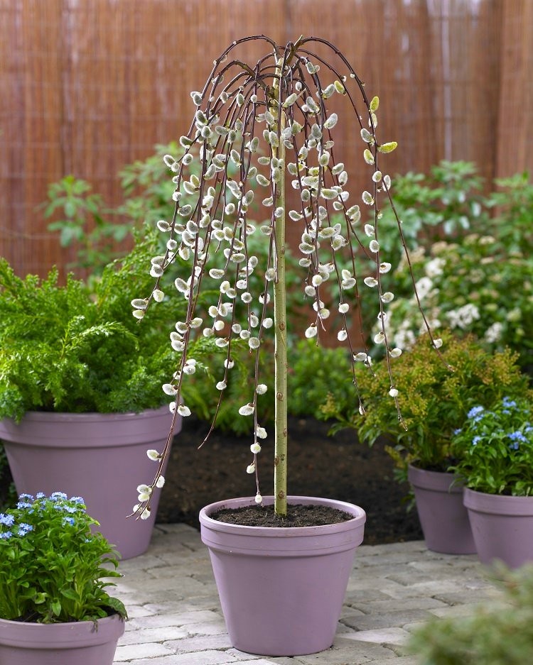 Kilmarnock Willow - Salix caprea pendula Kilmarnock - Large Standard ...