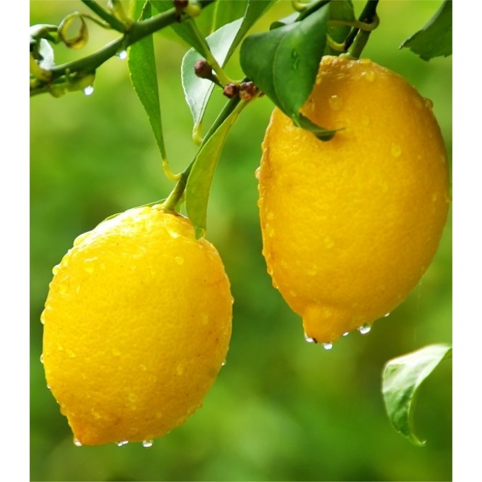 Patio Citrus Tree Collection Orange, Lemon & Lime Tree + Free Citrus Feed