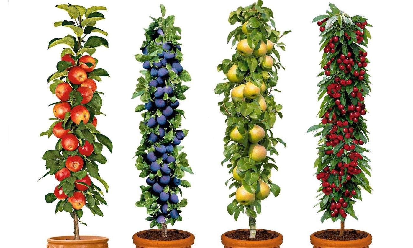 PREORDER Four Pot Grown Dwarf Patio PILLAR Fruit Trees Mini Orchard
