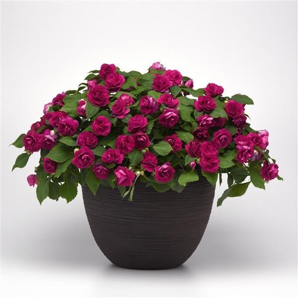Busy Lizzie 'Glimmer Burgundy' Double Flowering Impatiens