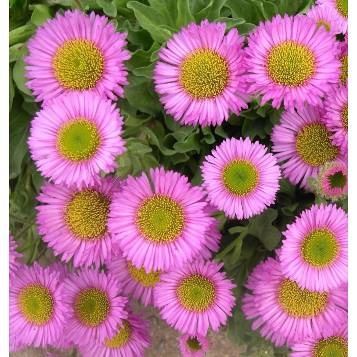 Erigeron Sea Breeze Pink erigeron-sea-breeze-pink