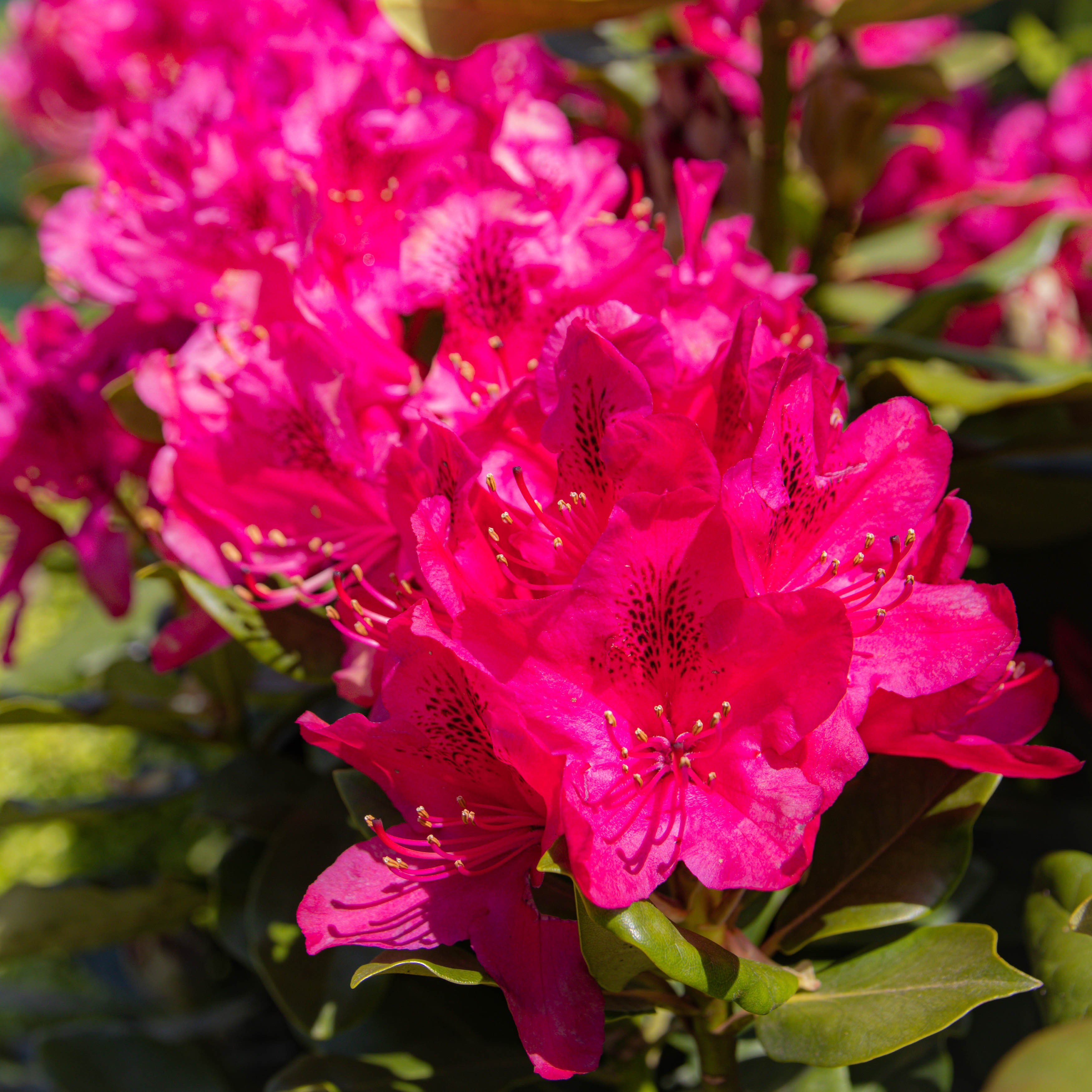 Rhododendron Nova Zembla - Rhododendron Hybrid