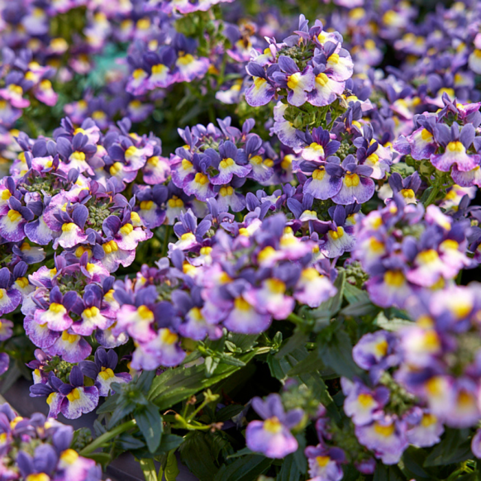 Blue Basket & Patio Collection Pack of SIX Potted Plants