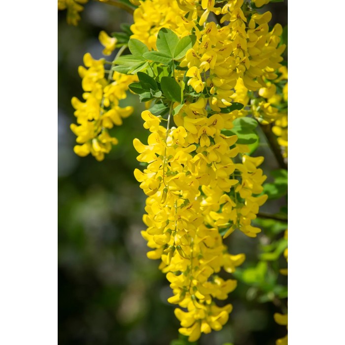 Laburnum anagyroides Yellow Rocket Upright Golden Chain Tree