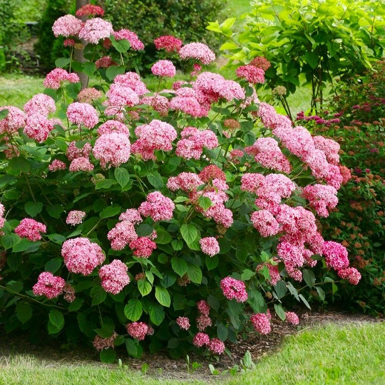 Image of Hydrangea arborescens Sweet Annabelle in a garden