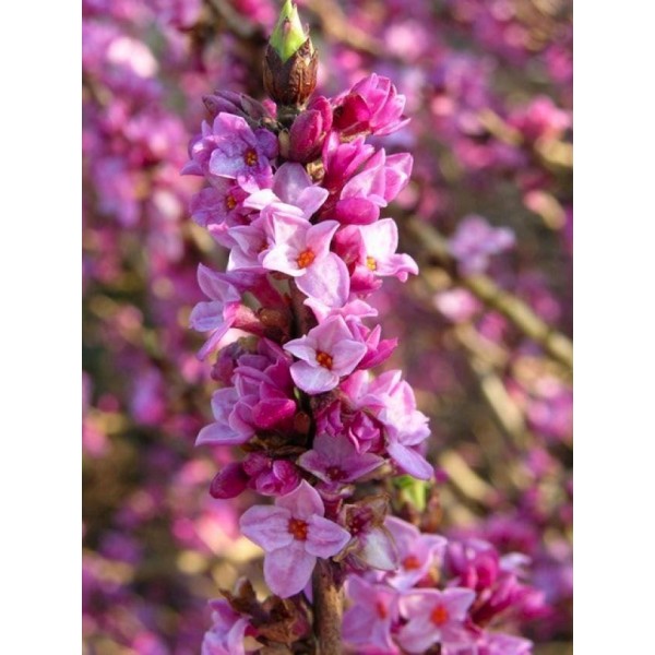 Daphne plants for sale Buy daphne shrubs UK delivery
