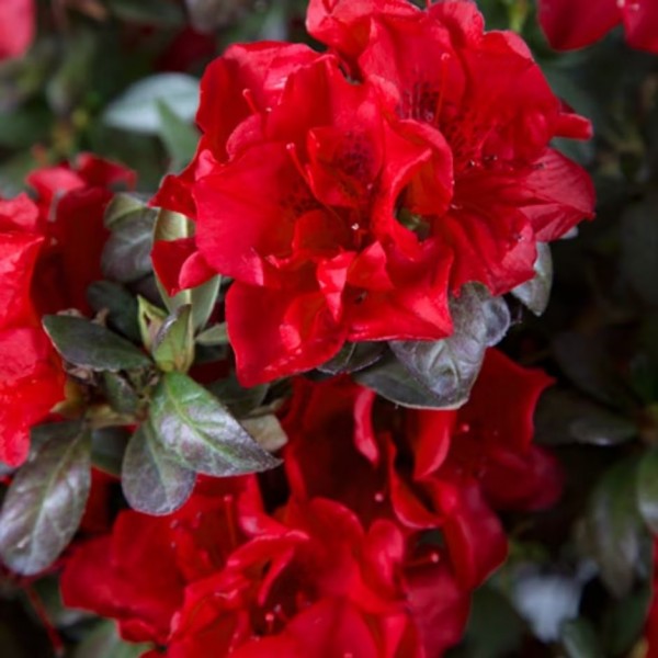 Azalea Rhododendron Encore 'Sunburst'