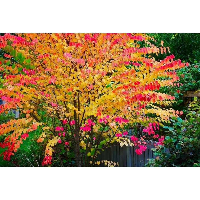 Multistem Toffee Apple Tree Cercidiphyllum japonicum Katsura Tree