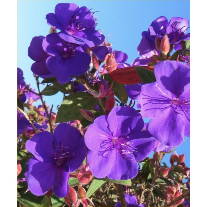 Tibouchina urvilleana Princess Flower Patio Tree