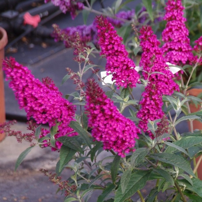 Buddleja Hot Raspberry Buddleja Buzz 'Hot Raspberry'