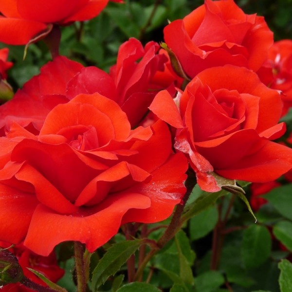 Page 4 Climbing Roses for Sale UK Gardening Express