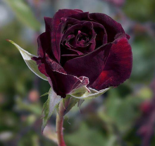 Rose Louis XIV - Shrub Rose