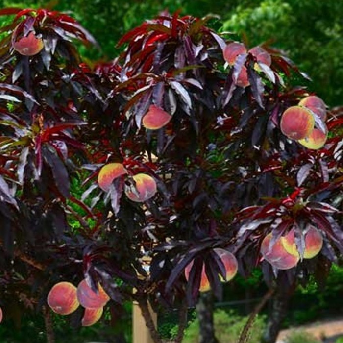 Crimson Bonfire Red leaf Patio Peach Tree Amazing Red leaved Fruiting Peach