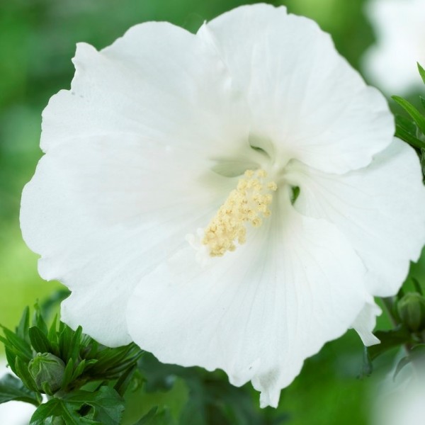 Hibiscus plants Buy Hibiscus shrubs UK delivery