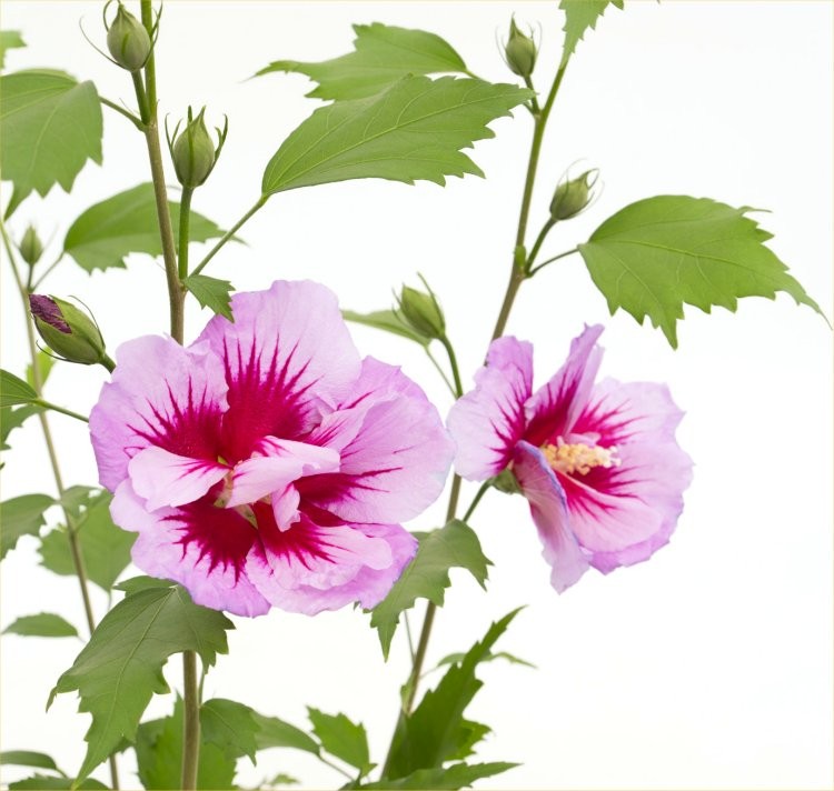 Hibiscus Flower Tower Gandini Santiago PURPLE Pillar