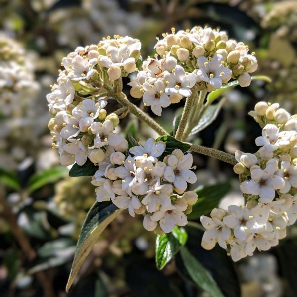 Viburnum shrubs for sale Buy Viburnum plants online UK delivery
