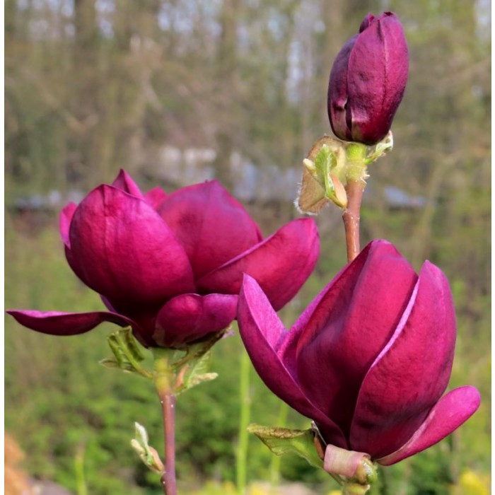Magnolia Genie Amazing Purple Black Magnolia Giant Flowered Black