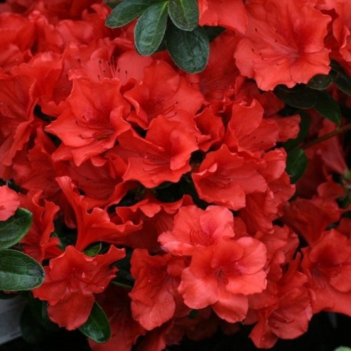 Rhododendron japonica Santa Maria (Azalea) Evergreen Rhododendron