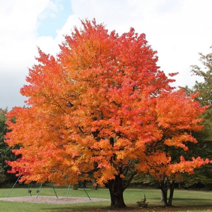 Acer saccharum Grow your own Maple Syrup Tree!