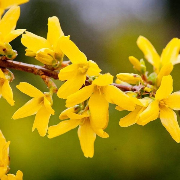 Forsythia shrubs Buy Forsythia shrubs UK delivery