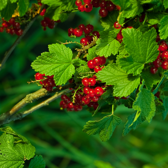Redcurrant - Ribes