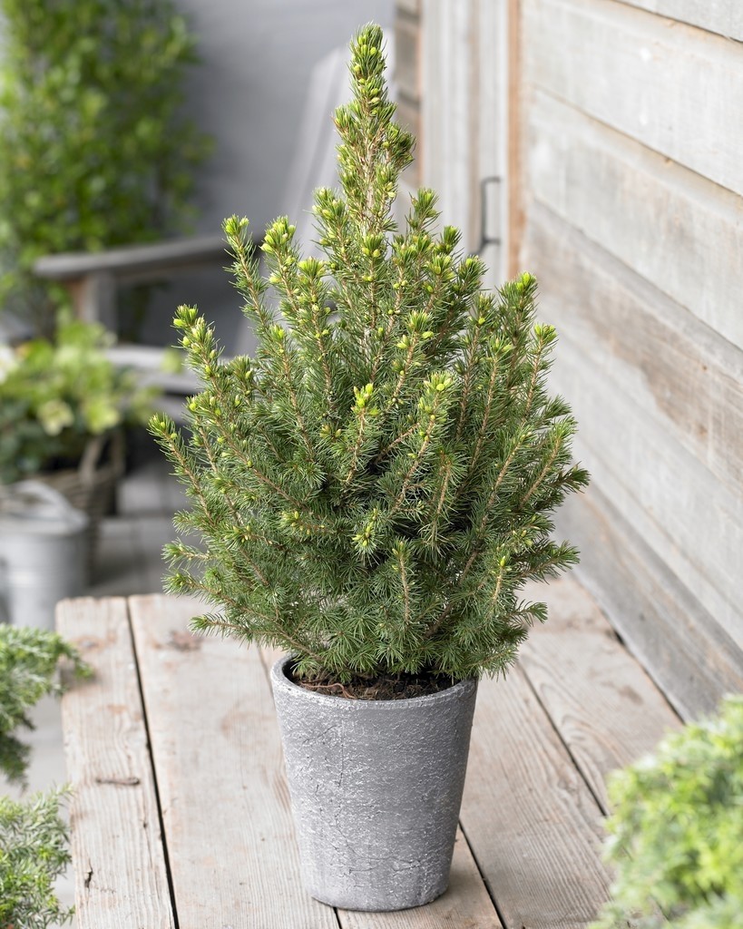 Mini Christmas Tree Tabletop Christmas Tree Classy Contemporary