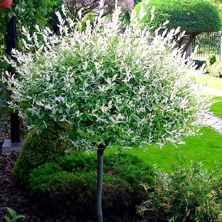 Salix integra 'Hakuro-nishiki' Patio Tree - Dappled Willow