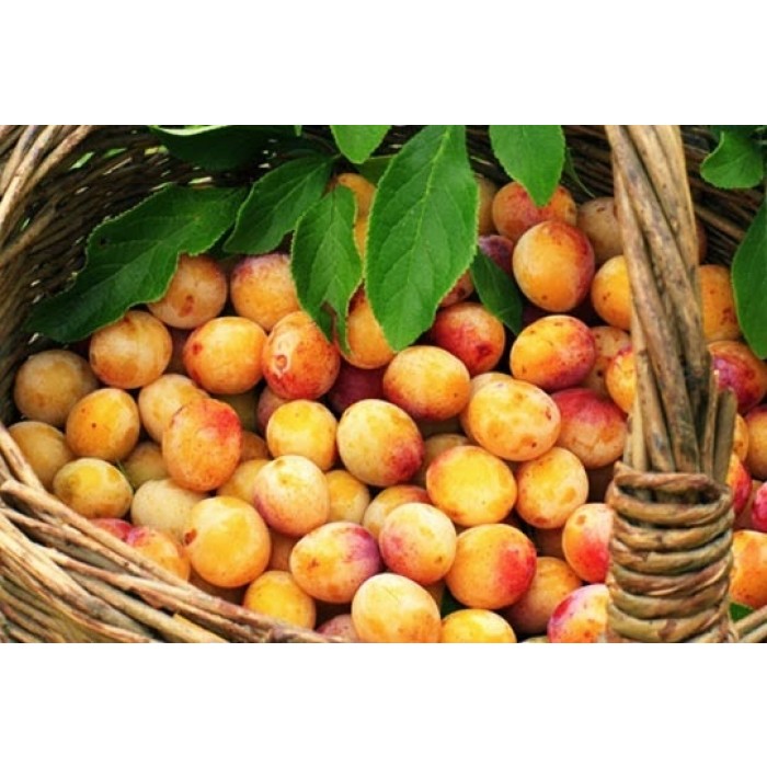Plum Tree Sweet Orange Victoria | 2-4ft Patio Fruit Tree In 5L Pot ...