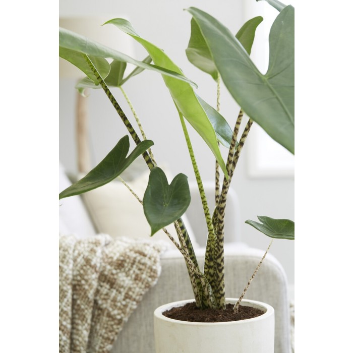 Alocasia Zebrina Elephant Ear EXTRA LARGE circa 120cm