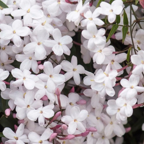Jasmine plant for sale UK Buy Jasmine climbing plants Trachelospermum